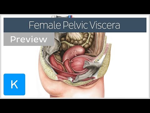 Female pelvic viscera and perineum (preview) - Human Anatomy | Kenhub