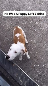 19K views · 93K reactions | Pumpkin is safe because of your point of...