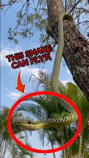 This Snake Can Fly... And It's Real
