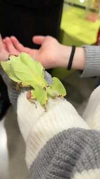 Leaf bug enclosure setup 🌿 Feeding & care tips from the reptile expo! 🪲 #LeafInsect #bugs #reptile