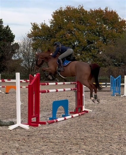 Luis 🧡 #tik_tok #horses #equestrian #animalsoftiktok
