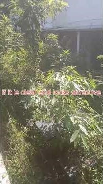 "Cleaning Up an Abandoned Café Backyard – My Task Today!"