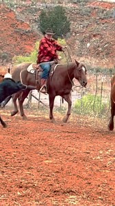 31K views · 7.9K reactions | Hooey OG head rope in the brandin’ pen! @wilsoncattle_ #conquerwithcactus #cactusropes #hooeyOG #firstswing #brandingseason | Cactus Ropes | Facebook