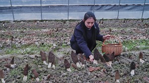 225K views · 4.4K reactions | Morel Mushroom: Secret Recipes You...