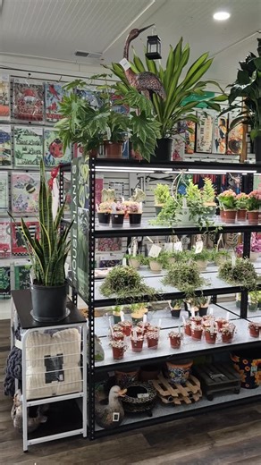 NEW Houseplants have arrived at Snow's Landscape & Nursery!🤩🌱 And even more are on the way!👀 Stop in and shop Monday-Friday 8am-5pm. We can't wait to help you find your next favorite plant. . . . 📍4622 Roslin Rd, Newburgh 📞 812-746-6681 ⏰M-F 8a-5p, Sat closed, Sun closed #snowslandscapeandnursery #snowslandscape #newhouseplants #newplants NewburghEvents evansvilleindiana newburghindiana evansvilleevents eventsnearme newburgh Evansville floraldesign floralarrangement houseplants shoplocal lo
