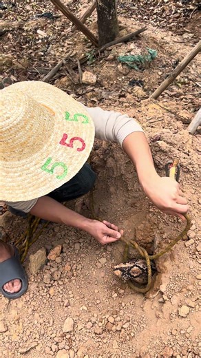 Smart Farming Amazing Bird Trapping Technique #shorts #shortvideo