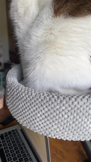 This cat desk bed makes our cat’s job as work supervisor even easier 😉 #cats #catbed #catsoftiktok #catdeskbed #catdesknest #cathammock #catperch #catfurniture #cataccessories #cattok #fyp #tiktokshopfinds #tiktokshopcreatorpicks #tiktokshopbacktoschool | Tabby and Tuxedo cat