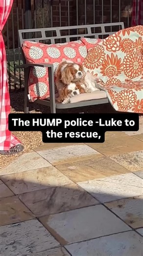 Best Cavalier King Charles Spaniel Thing on Instagram: "Tag your friend who love to see this. . Follow us @best_cavalier_thing . All credits are reserved for their respective owners Credit : @liv.lively (Please DM me if any issue) . . . #cavaliercommunity #cavaliersofinstagram #doglover #petsofinstagram #cavalierworld doglife cavalierkingcharles cavaliercorner cavalierkingcharlesspaniels cavalierlover cavalierlife"