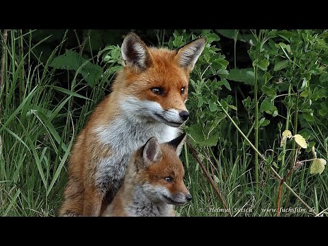 Wo sind nur all` die Füchse geblieben ? Wieso sind die Bestände so stark dezimiert ? - 4K