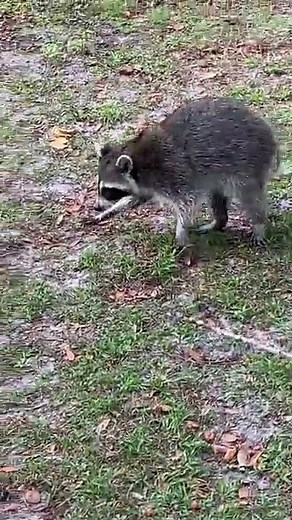 Raccoon Attack (Pretty Insane)