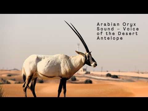 Arabian Oryx Sound – Voice of the Desert Antelope