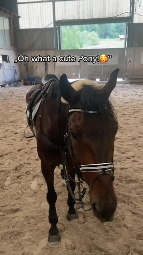 Pony vs Horse: An Adorable Comparison