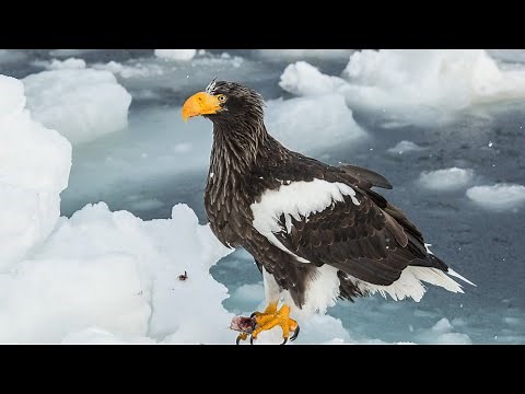 🦅 LIVE: Big Bear Bald Eagle Nest Cam – Watch Jackie & Shadow!