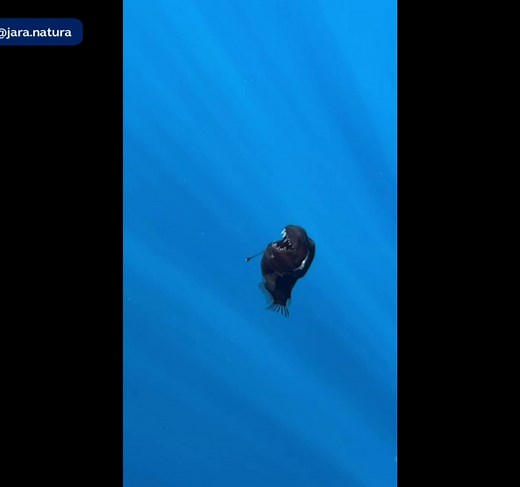 Scientists capture rare footage of black seadevil anglerfish in shallow water