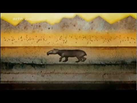 Fossilisation (processus de)