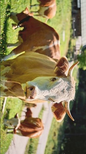 🐮 Bovids (Family Bovidae)