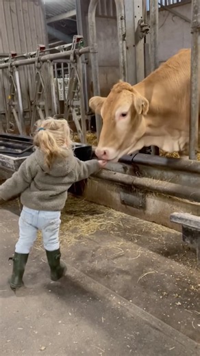 Cow’s Reaction to a Little Girl Is Too Sweet! 🥹🐮❤️ #farmlife #farming #rurallife #farmer