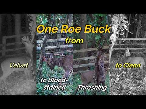 ROE BUCK : In Velvet to Blood-stained to Clean