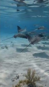 The Hidden World Beneath the Ocean 8K Underwater Wildlife Documentary #youtube @AnimalHT2721 ​