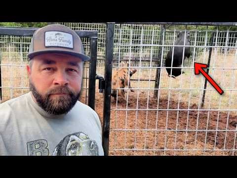 I Hope This Works! We Found a Honey Hole of Pigs!