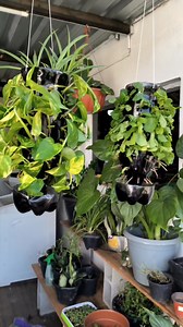 vaso decorativo usando garrafa pet | cultivando em casa