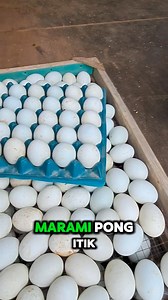 5 dahilan bakit tumutumal ang balot. #fypviralシ #fypreels #buhaybalutero #duckfarming | Jovs Casipong