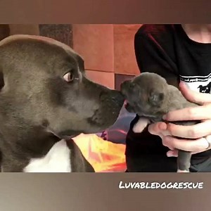 We are already head over heels in love with Snow White and her 7 beautiful puppies😍 We hope everyone enjoys watching the babies grow as much as we do! ❤❤❤ *please hold off on inquiring to adopt until they are listed on our website-typically around 6-7weeks old* | Luvable Dog Rescue