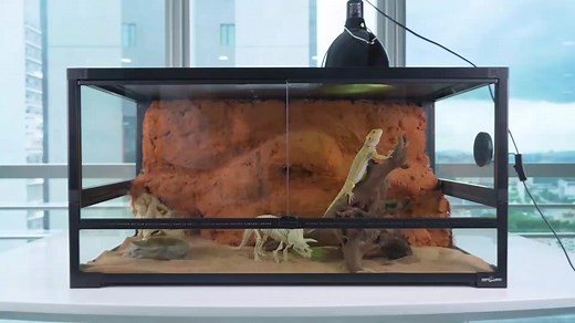 Beginner's Guide to Bearded Dragon Desert Setup