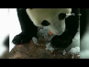 NET12 - Bayi Panda Raksasa di China