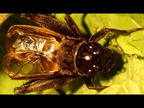 Field cricket sound / noise / song | Insect
