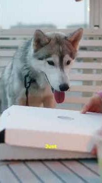 Caper Dog vs. Dismissive Cat (You Won’t Believe the Ending)