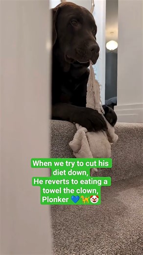 Does your dog eat towels when you cut his diet? #naughty #krypto #labrador 🦮💙🤡