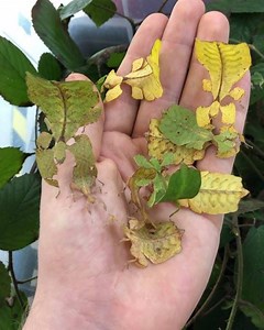 Phyllium ericoriai 🌼☘️ | Insecthaus