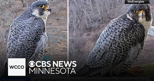 Beloved peregrine falcons in Wisconsin killed, and bird flu is the likely culprit