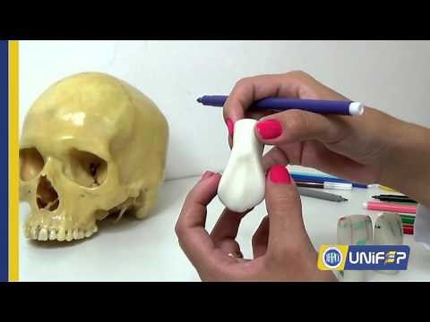 Anatomia Dentária Canino Superior