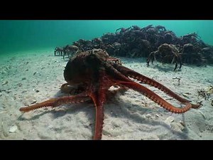 Small Octopus meets Spider crabs.