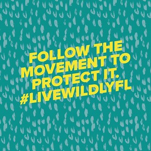 Stretching from the Panhandle to the Everglades, the Corridor is a connected collection of lands that is the core of what makes Florida, Florida. Follow us and save the 46% of the Corridor yet to be protected and at risk. | Live Wildly