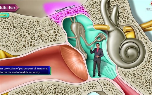 中耳的3D神奇之旅