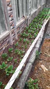 36K views · 1K reactions | Ajarin cara tanam nya dong #gardening #minigarden #berkebun #tanaman #berkebundihalaman | Nurhayati Vlog | Facebook