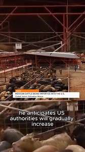 Mexican cattle are once again being exported into the United States. #cattle #agriculture | AgDay