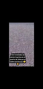 Terribles Imágenes encuéntran cien toneladas de peces muertos en el Puerto de Volos.en el Centro de Grecia.30-11-2025 | Maribel Segundo