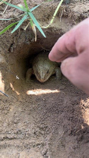 frog sound frog dance frog frog song frog paper frog crazy froggy dude frog remix frog dance song frog laughing meme frog frog life cycle frog jump frog sound effect frogs frogs screaming frog sell frogs song frog sounds frogs funny frogs for kids frogs dancing frogs croaking frogs minecraft frogs vs toads frogs fighting frog full album top five funniest frog how to catch a frog people catching frogs funny frogs and toads frog jumping video frog funny video short funny frog videos screaming cute