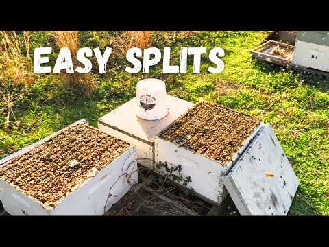 Easiest Way to Split Bees and You Don't Have to Find the Queen