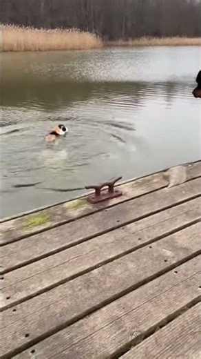Spotted Cat Attacks a Rottweiler puppy... And the Rottweiler's mom sends Him into the Water! 😂