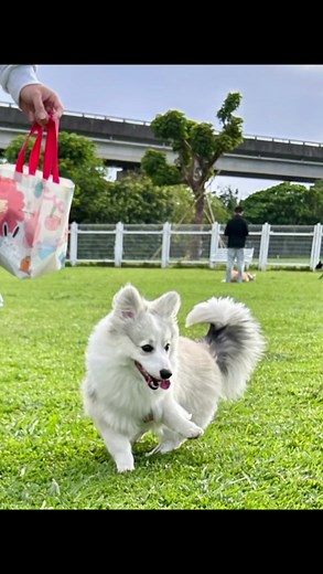 corgi mix husky 😅 #corgi #corgifluffy #corgipuppy #pet #funny #cute #xuhuong #trending #giaitri #corgihouse