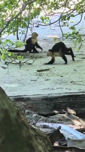 Playing with Capuchin Monkeys, Manuel Antonio, Costa Rica, G Adventures from Trevor T. 🇨🇷