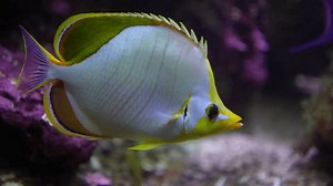 Close Butterfly Fish Swimming Around Corals Stock Footage Video (100% Royalty-free) 3683548383 | Shutterstock
