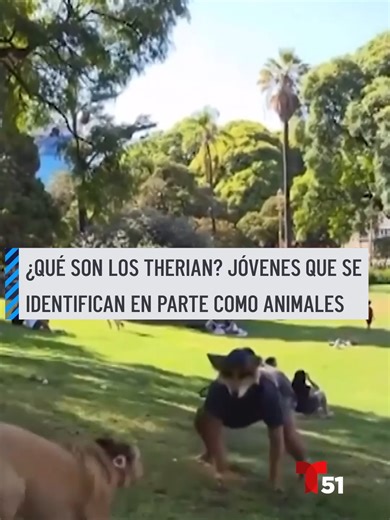 Se identifican como “Therian”. Jóvenes que aseguran tener una conexión espiritual o psicológica con un animal. Corren, saltan y se desplazan en cuatro extremidades, usan máscaras y recrean comportamientos que dicen forman parte de su identidad. Un fenómeno que nació en internet en los años 90 y que hoy se ha vuelto viral. #therian #animal #viral #therians