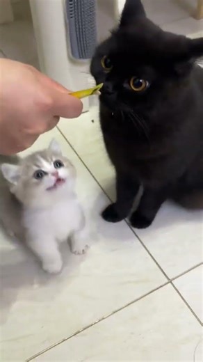 Bossy Little Nose Ga: The Dwarf Kitten's Daily Adventures