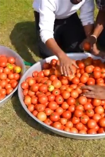 marking 100 litar tomato souce _ 100kg tamatar ki chatani
